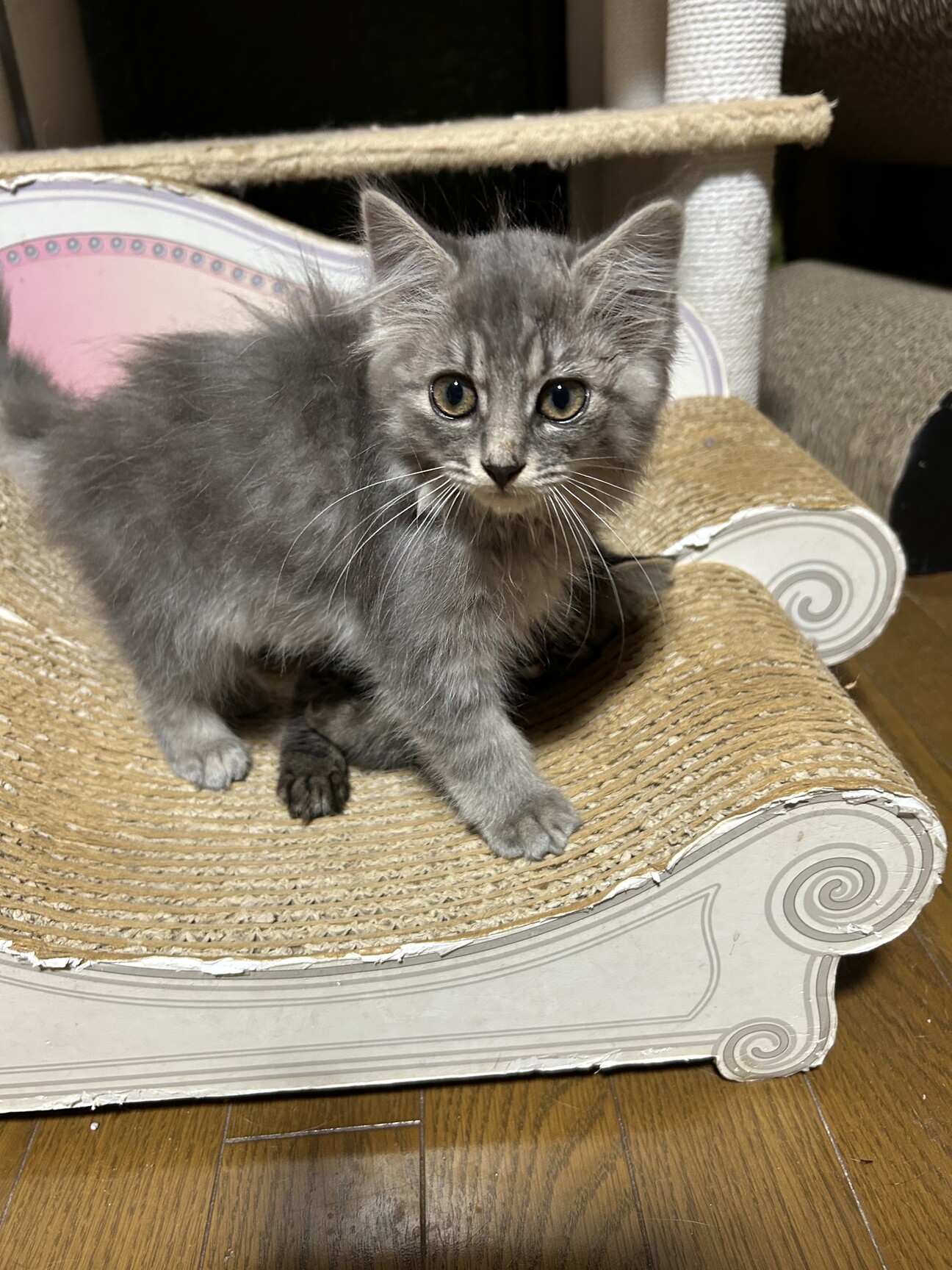 親ねこ3521 生後1ヶ月から一緒に過ごした子猫がついに巣立ちます【保護猫