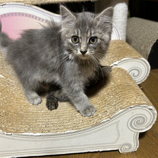 多頭飼育からレスキュー　長毛三姉妹　シルビーちゃん