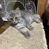 多頭飼育からレスキュー　長毛三姉妹　シルビーちゃん サムネイル2