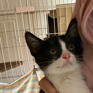 じゃこ　　ご飯は一番乗り