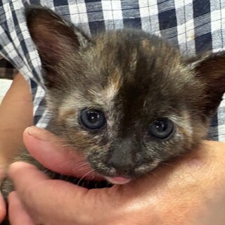 トライアル決定！美人4姉妹♡サビ猫　ライチちゃん