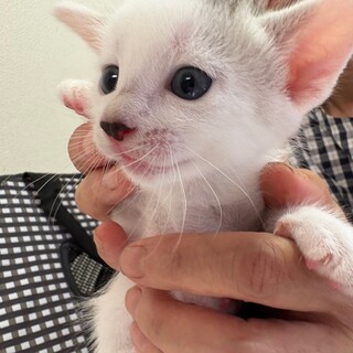 トライアル決定！美人4姉妹♡三毛猫　おもちちゃん