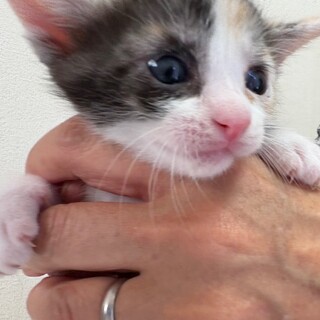 トライアル決定！美人4姉妹♡三毛猫　だんごちゃん