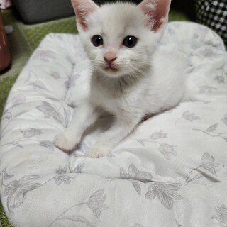 甘々！お菓子６兄妹『マシュマロ君』２ヶ月