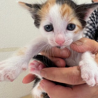 トライアル決定！美人4姉妹♡三毛猫　プリンちゃん