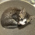 お目くりくり　キジ白の男の子　3ヶ月