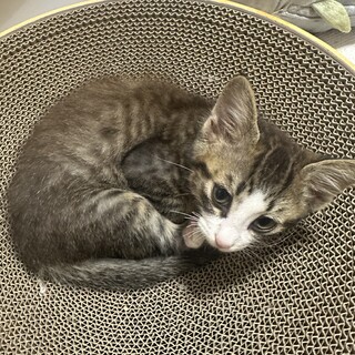 お目くりくり　キジ白の男の子　3ヶ月