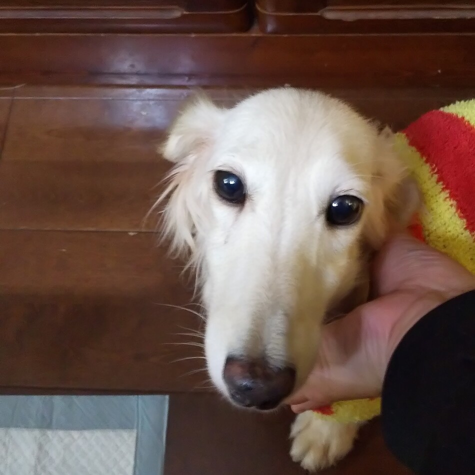 幸のカバー写真