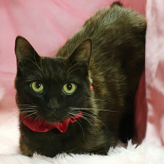 珍しいブラウンの毛色『茶介』6ヶ月