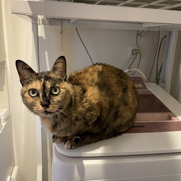 洗濯機の蓋が閉まってるとすぐやってくる