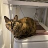 洗濯機の蓋が閉まってるとすぐやってくる