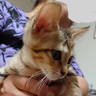 シブい声で喋ります！ハニーを家族にして下さい！