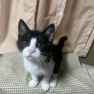 子猫飼うならキーマ君で決ーまり！