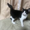 子猫飼うならキーマ君で決ーまり！ サムネイル2