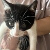 子猫飼うならキーマ君で決ーまり！ サムネイル4