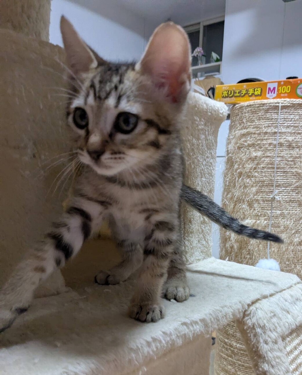 ルンバにも乗るよ！天真爛漫メープル君です！ サムネイル4