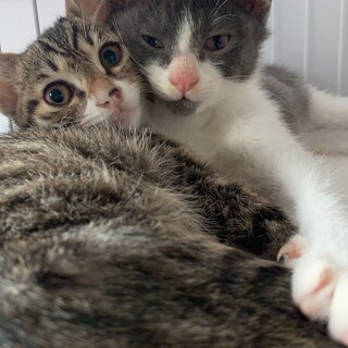 子猫　二匹　兄妹　ハチワレ♂　キジトラ♀　3ヶ月