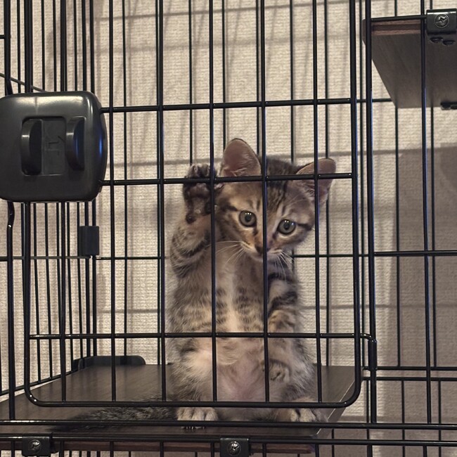 のらちゃのカバー写真