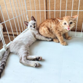 【ムース】＆【コーン】のトライアルOK！