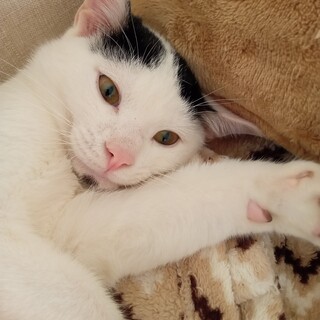 ゴロゴロ白黒ネコちゃん