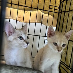 保護猫譲渡会 サムネイル2