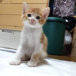 保護猫譲渡会 サムネイル3