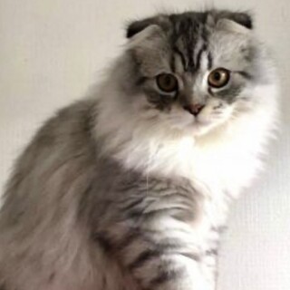 大きな瞳が魅力もふもふスコティッシュ