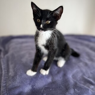 タキシードキャットのロクシー君♡