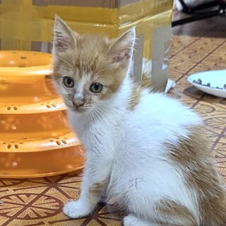 困り顔が可愛い人と猫も好きな福茶ちゃん