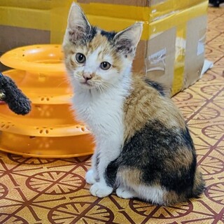  おっとりマイペースな三毛のマリネちゃん