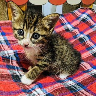 とにかく甘えたい可愛い男の子ギズモ君