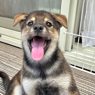 募集一時停止中です推定3ヶ月　るう