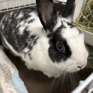 大人しくてトイレを覚える賢いウサギさんです