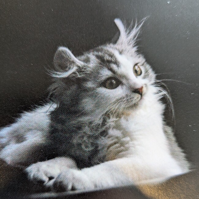 ぐりすのカバー写真