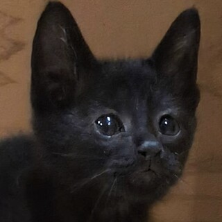 抱っこが大好きな可愛い♡黒猫のシソン君！
