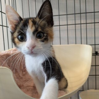 めっちゃ懐っこいミケちゃん