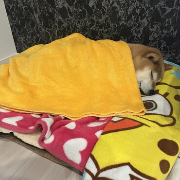 の写真