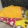 の写真