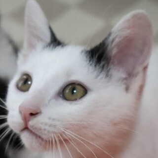 手のかからないとっても可愛い♡たま柄のこも君！