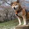 ソル