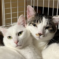 おもち