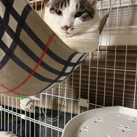 ぎゃあ
