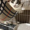 ぎゃあ