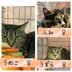 保護猫譲渡会@高浜市