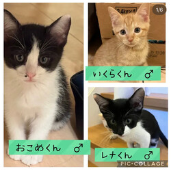 保護猫譲渡会@高浜市