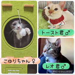 保護猫譲渡会@碧南市