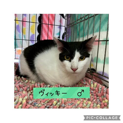 保護猫譲渡会@碧南市