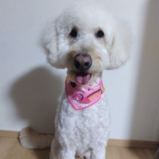 新しい家族決まりました！