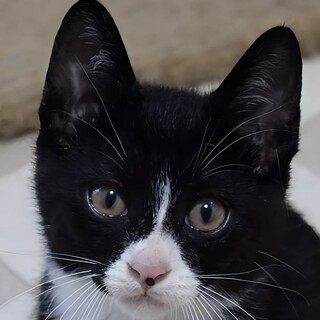 ぽっちゃり体型の可愛い仔猫のタキ君！