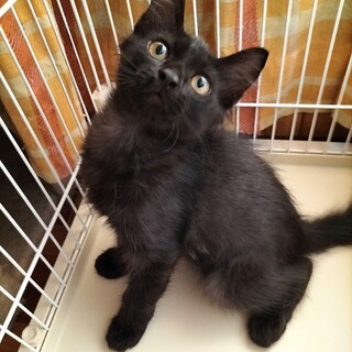 お膝大好き♡半長毛のすんすん